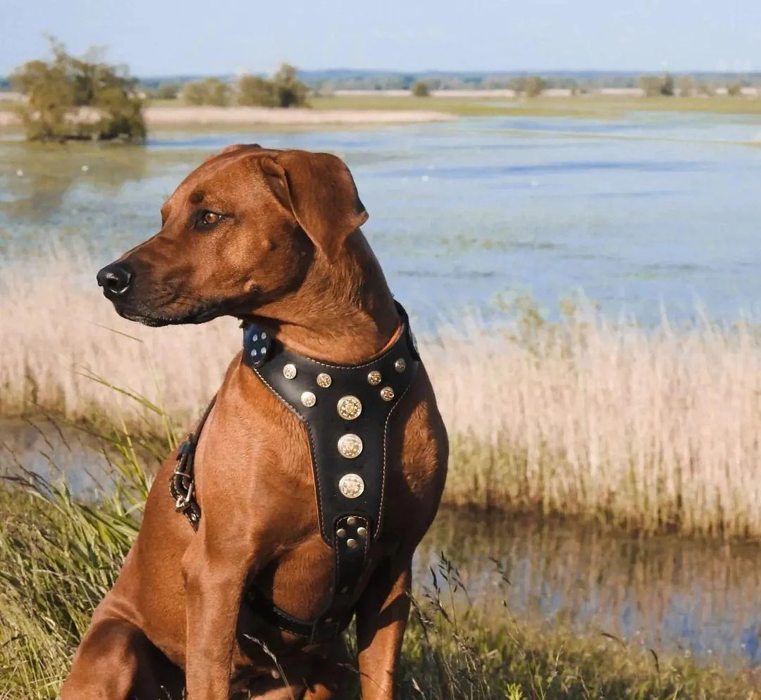 ''Bijou'' harness Black & Orange for big dogs - Image 3