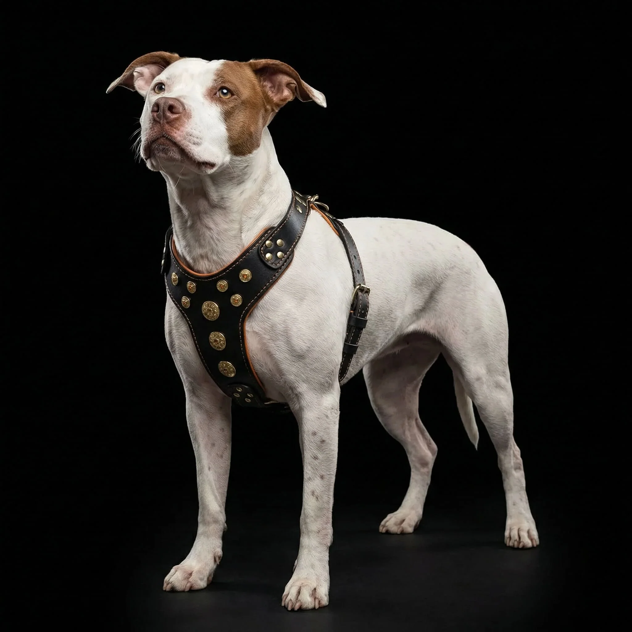 ''Bijou'' harness Black & Orange for big dogs - Image 4
