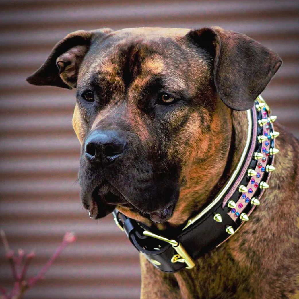 The Candy Dog Collar Black - Image 4