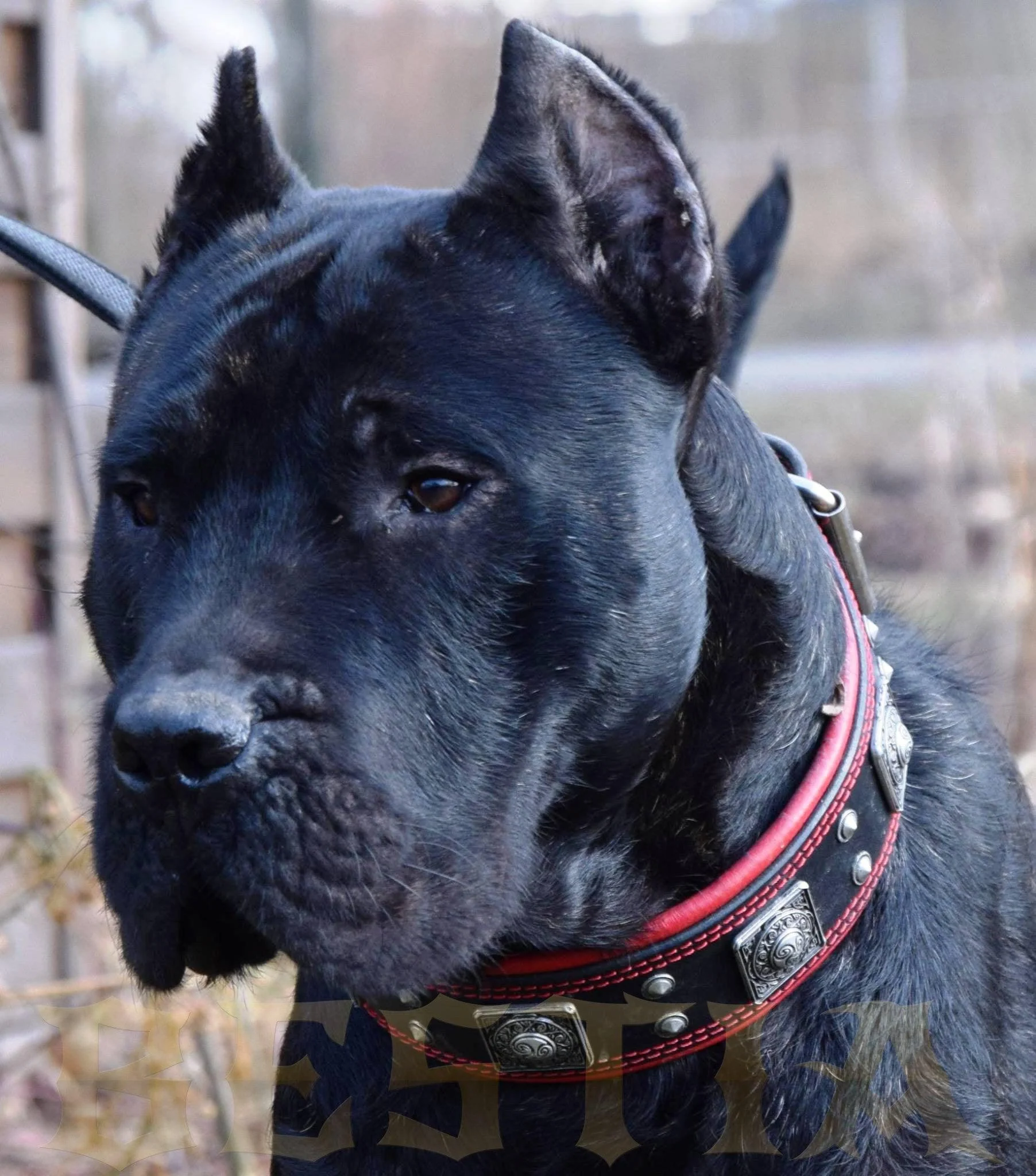 The "Eros" collar 2.5 inch wide black & red - Image 4